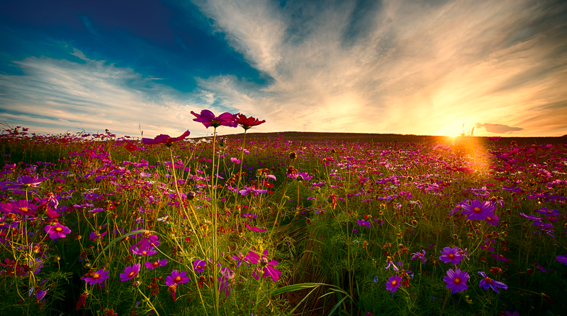 Flower field - Getty Images