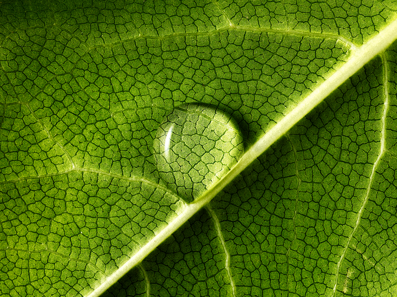 Leaf close up - Getty Images