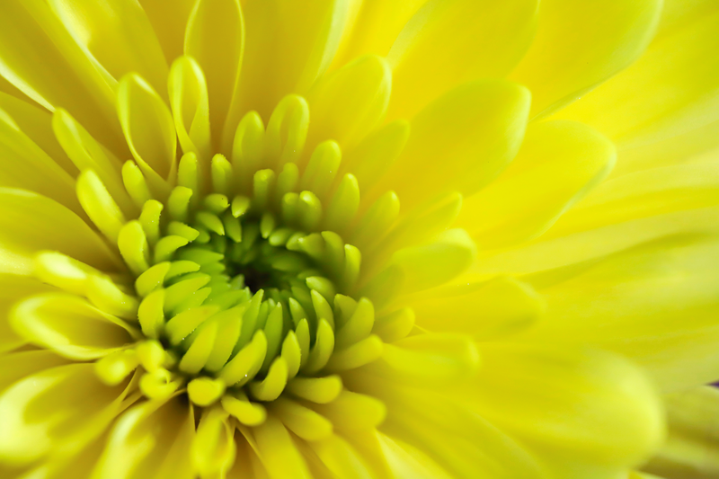 Flower - Getty Images