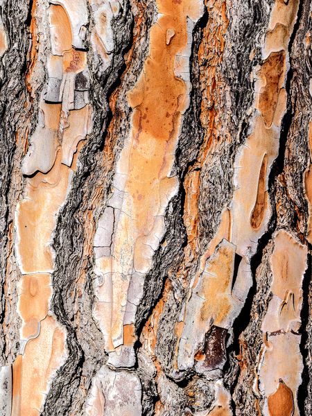 Wood bark - Getty Images
