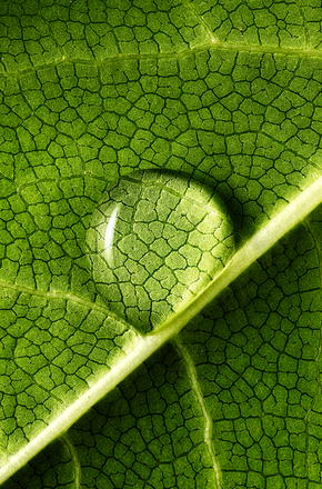 Leaf close up - Getty Images