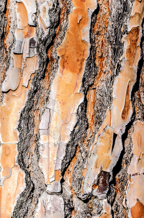 Wood bark - Getty Images